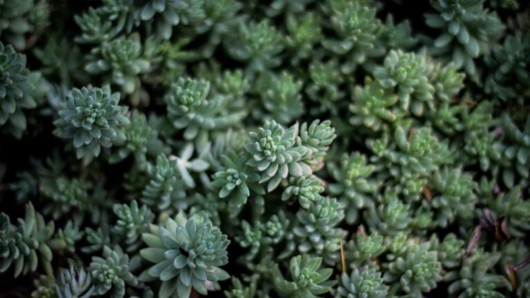 How To Create An Account On 99Exch Website?